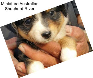 Miniature Australian Shepherd River