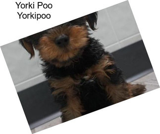 Yorki Poo Yorkipoo