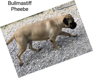 Bullmastiff Pheebe