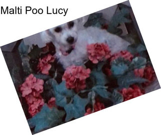 Malti Poo Lucy