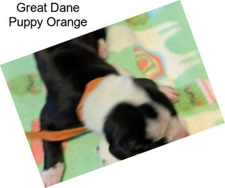 Great Dane Puppy Orange