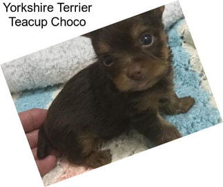Yorkshire Terrier Teacup Choco
