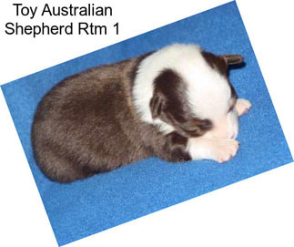 Toy Australian Shepherd Rtm 1