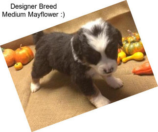 Designer Breed Medium Mayflower :)