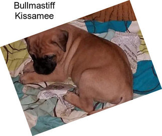 Bullmastiff Kissamee