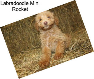 Labradoodle Mini Rocket