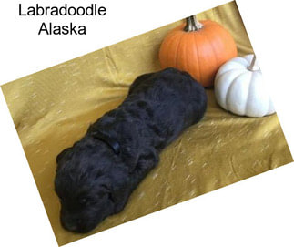 Labradoodle Alaska