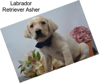 Labrador Retriever Asher