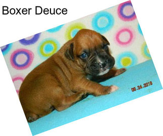 Boxer Deuce