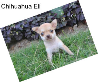 Chihuahua Eli