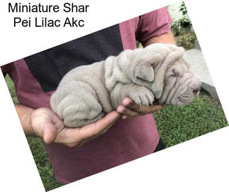 Miniature Shar Pei Lilac Akc