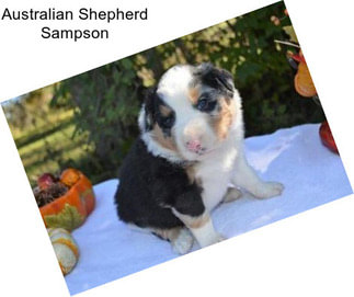 Australian Shepherd Sampson