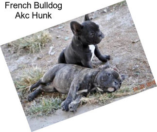 French Bulldog Akc Hunk