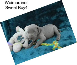 Weimaraner Sweet Boy4