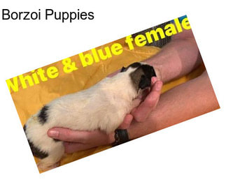 Borzoi Puppies