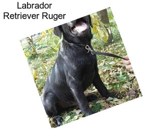 Labrador Retriever Ruger