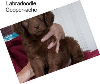 Labradoodle Cooper-achc