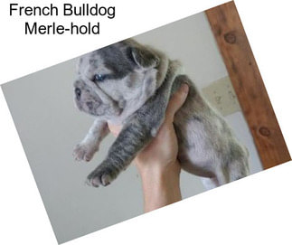 French Bulldog Merle-hold