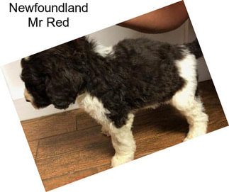 Newfoundland Mr Red