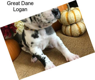 Great Dane Logan