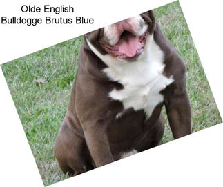 Olde English Bulldogge Brutus Blue