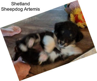 Shetland Sheepdog Artemis