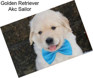 Golden Retriever Akc Sailor