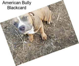American Bully Blackcard