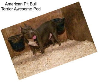 American Pit Bull Terrier Awesome Ped