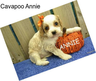 Cavapoo Annie