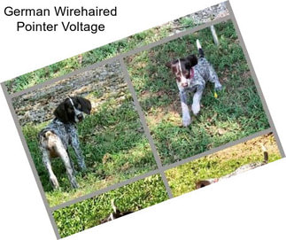 German Wirehaired Pointer Voltage