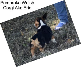 Pembroke Welsh Corgi Akc Eric