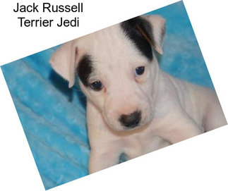 Jack Russell Terrier Jedi