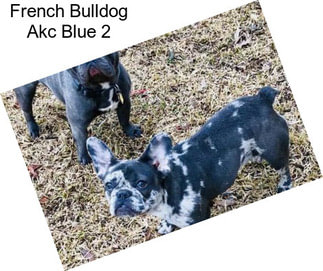 French Bulldog Akc Blue 2