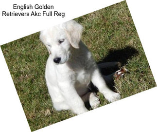 English Golden Retrievers Akc Full Reg