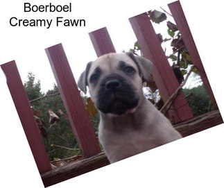 Boerboel Creamy Fawn