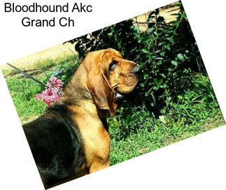 Bloodhound Akc Grand Ch