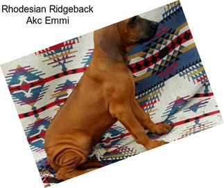 Rhodesian Ridgeback Akc Emmi