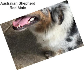 Australian Shepherd Red Male