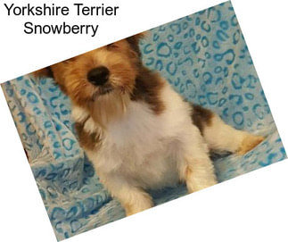 Yorkshire Terrier Snowberry