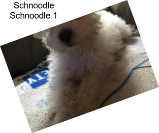 Schnoodle Schnoodle 1