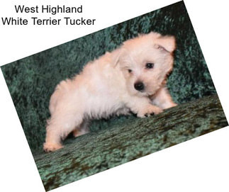 West Highland White Terrier Tucker