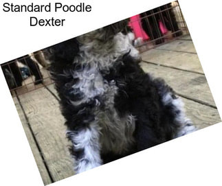 Standard Poodle Dexter
