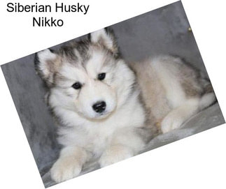 Siberian Husky Nikko