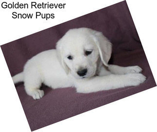 Golden Retriever Snow Pups