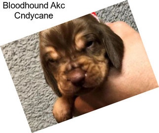 Bloodhound Akc Cndycane