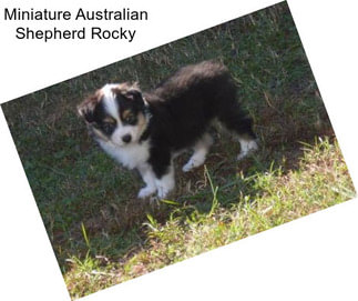 Miniature Australian Shepherd Rocky