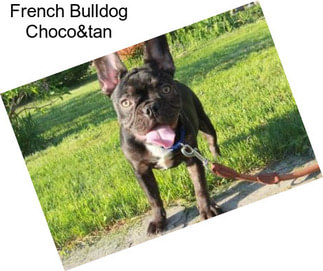 French Bulldog Choco&tan