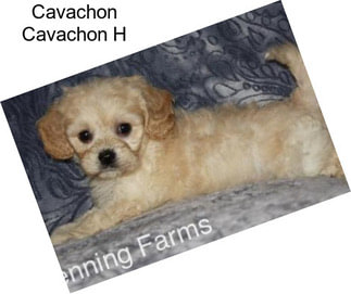 Cavachon Cavachon H