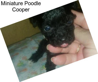 Miniature Poodle Cooper
